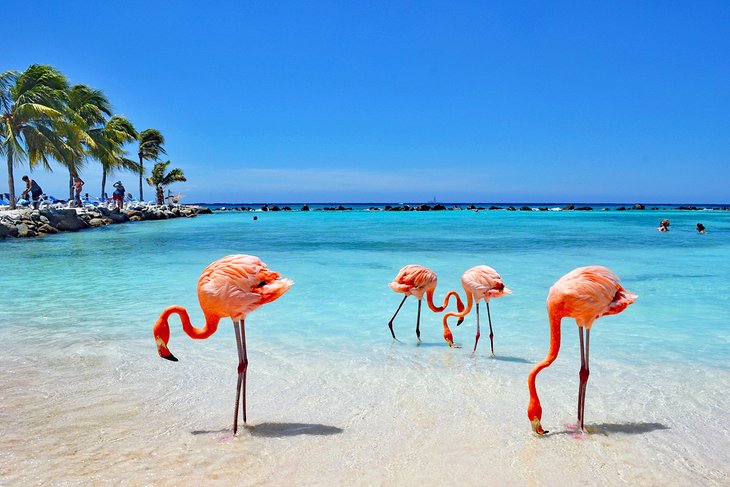 Pink flamingos wading in the turquoise waters of Flamingo Beach, Renaissance Island, Aruba.